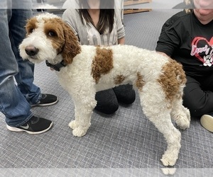 Father of the Goldendoodle (Miniature) puppies born on 06/01/2026