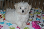 Small Photo #5 Maltese Puppy For Sale in ORO VALLEY, AZ, USA