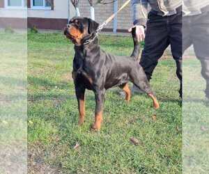 Mother of the Rottweiler puppies born on 02/25/2025