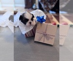Small Shih Tzu
