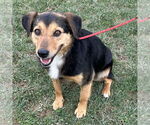 Small Australian Shepherd-Beagle Mix
