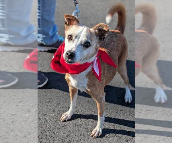 Medium Photo #8 Jack Russell Terrier-Unknown Mix Puppy For Sale in Kennesaw, GA, USA
