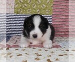 Small Photo #54 Miniature Australian Shepherd Puppy For Sale in HARRISON, OH, USA