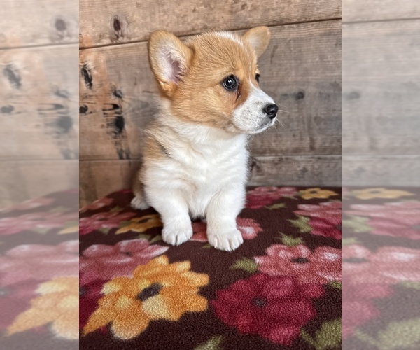 Medium Photo #2 Pembroke Welsh Corgi Puppy For Sale in VERMONTVILLE, MI, USA