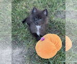 Small #1 Pomeranian