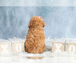 Small #5 Poodle (Toy)
