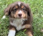 Small Photo #23 Miniature American Shepherd Puppy For Sale in NOLENSVILLE, TN, USA