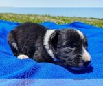 Small Photo #73 Border Collie Puppy For Sale in NORBORNE, MO, USA