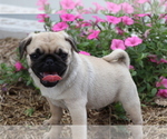 Small Photo #2 Pug Puppy For Sale in SHILOH, OH, USA