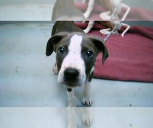 Mutt Dogs for adoption in Tulsa, OK, USA