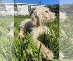 Small Photo #6 Labradoodle Puppy For Sale in HERALD, CA, USA