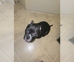 Small #3 Bullypit