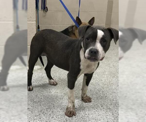 Medium Photo #1 American Pit Bull Terrier-Unknown Mix Puppy For Sale in Conroe, TX, USA