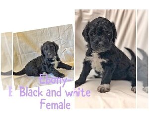 Brittnepoo Puppy for sale in TWIN FALLS, ID, USA