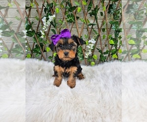 Yorkshire Terrier Puppy for sale in INDIANAPOLIS, IN, USA
