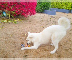 Great Pyrenees Dogs for adoption in Apple Valley, CA, USA