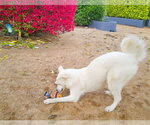 Pearl-ADOPTION PENDING - Female Great Pyrenees Dog for Adoption - Small photo