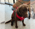 Small #2 Labrador Retriever