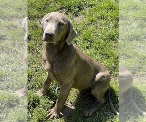 Labrador Retriever Puppy for sale in MULINO, OR, USA