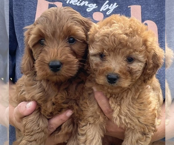 Medium Photo #5 Goldendoodle (Miniature) Puppy For Sale in HULL, IA, USA
