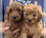 Small Curly 2 - Female Goldendoodle (Miniature) Puppy for Sale - Photo #5