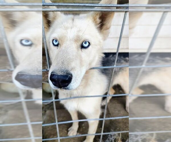 Medium Photo #3 Siberian Husky Puppy For Sale in Pena Blanca, NM, USA