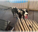 Small #4 American Pit Bull Terrier Mix