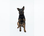 Small #9 Mutt