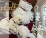 Small Photo #7 Labrador Retriever Puppy For Sale in NEOLA, WV, USA