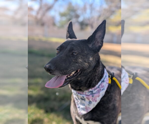 Medium Photo #15 Holland Shepherd-Unknown Mix Puppy For Sale in Sandy, UT, USA