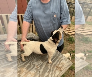 Father of the Russell Terrier puppies born on 03/15/2022