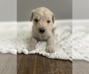Labradoodle Puppy for sale in BENTON, IL, USA