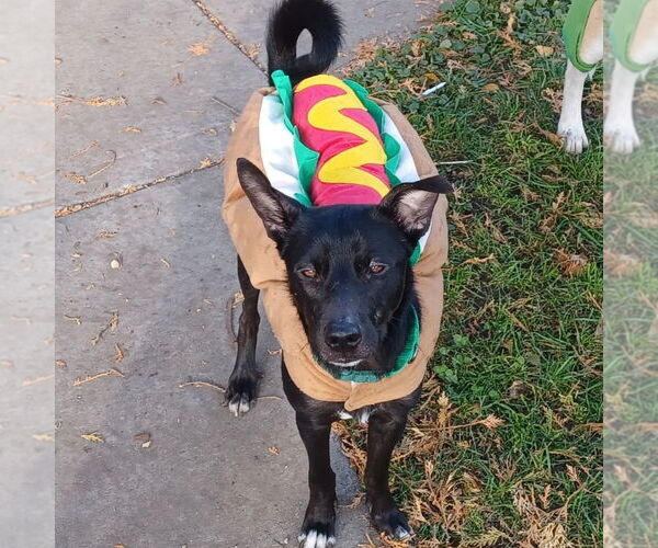 Medium Photo #8 Border Collie Puppy For Sale in Minneapolis, MN, USA