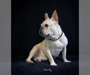 Sandy - Female French Bulldog Dog for Adoption - Photo #2