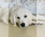 Small Photo #11 English Cream Golden Retriever Puppy For Sale in AMITY, AR, USA