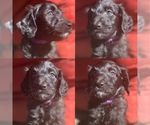 Small Photo #1 Aussiedoodle Miniature  Puppy For Sale in ALLEN, TX, USA