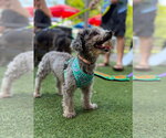 Small #1 Poodle (Miniature)