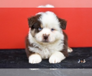 Australian Shepherd Puppy for sale in EASTON, MO, USA