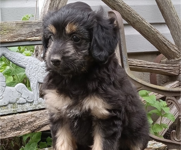 Medium Photo #8 Aussiedoodle Toy Puppy For Sale in MILFORD, IN, USA