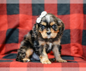 Cavalier King Charles Spaniel Puppy for sale in LIBERTY, KY, USA