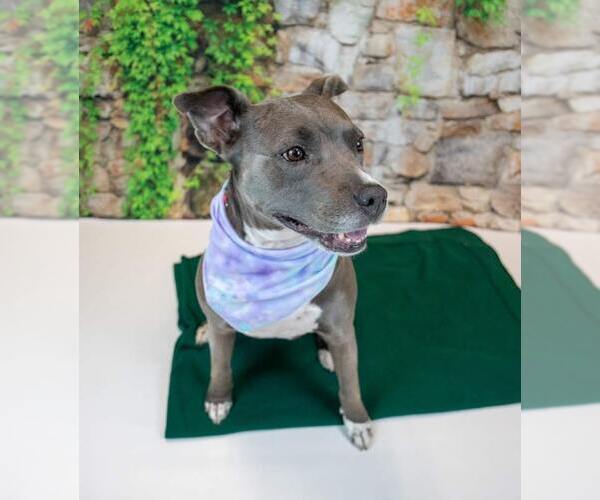 Medium Photo #3 American Staffordshire Terrier-Boxer Mix Puppy For Sale in Kennesaw, GA, USA