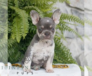 French Bulldog Puppy for sale in NARVON, PA, USA