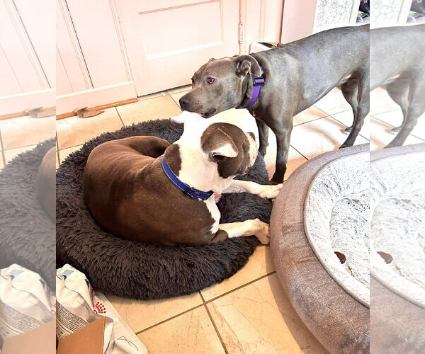 Medium Photo #2 American Bulldog Puppy For Sale in Rockville, MD, USA