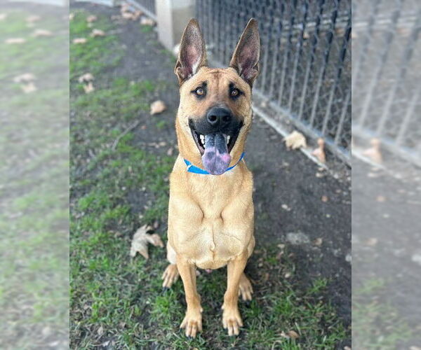 Medium Photo #2 German Shepherd Dog Puppy For Sale in Riverside, CA, USA