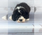 Puppy Blue Sheepadoodle