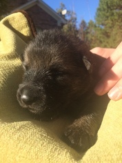 German Shepherd Dog Puppy for sale in MAUMELLE, AR, USA
