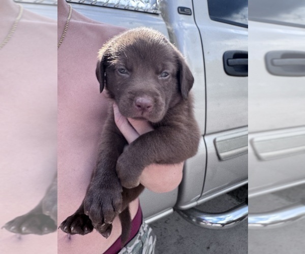 Medium Photo #7 Labrador Retriever Puppy For Sale in PIERSON, FL, USA