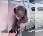 Small #6 Labrador Retriever