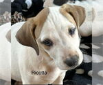Small Photo #4 Labrador Retriever-Unknown Mix Puppy For Sale in Rockaway, NJ, USA