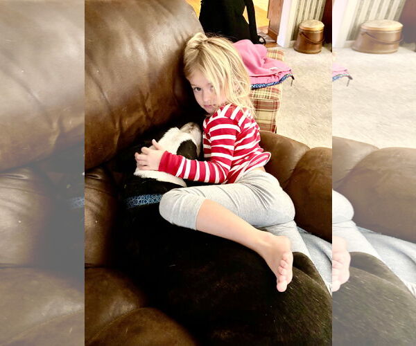 Medium Photo #9 Mutt Puppy For Sale in Mount Laurel, NJ, USA